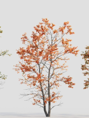 acer-tataricum-d-3d-model-0fad1f0dd6