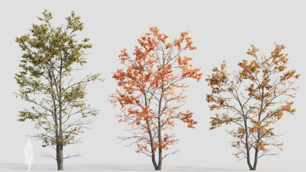 Acer tataricum d