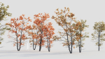 Acer tataricum d