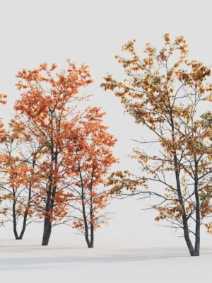 Acer tataricum d