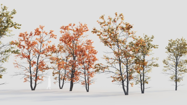 Acer tataricum d
