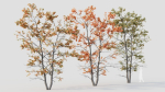 Acer tataricum d