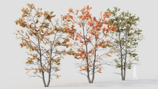Acer tataricum d
