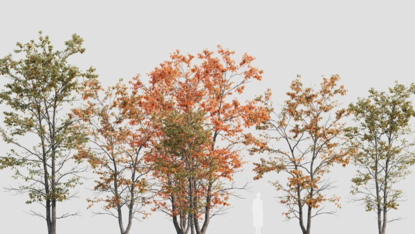 Acer tataricum d