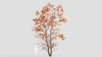 Acer tataricum d
