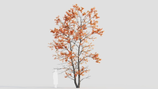 Acer tataricum d