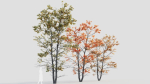 Acer tataricum d