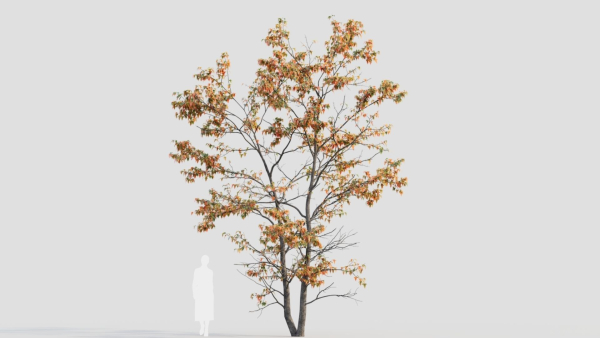 Acer tataricum d