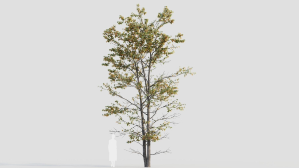 Acer tataricum d