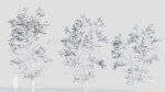Acer tataricum d