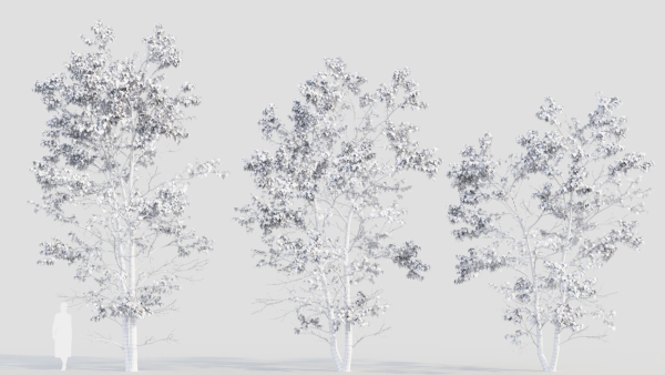 Acer tataricum d
