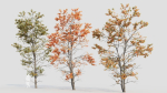 Acer tataricum d