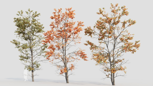 Acer tataricum d