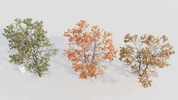 Acer tataricum d