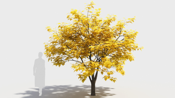 Acer x freemanii-4