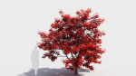 Acer x freemanii-4