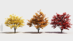 Acer x freemanii-4