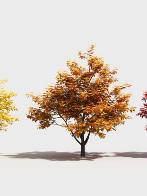 Acer x freemanii-4