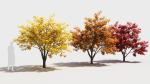 Acer x freemanii-4
