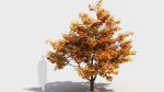 Acer x freemanii-4