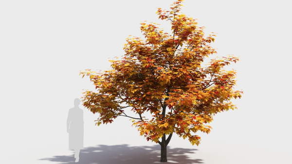 Acer x freemanii-4