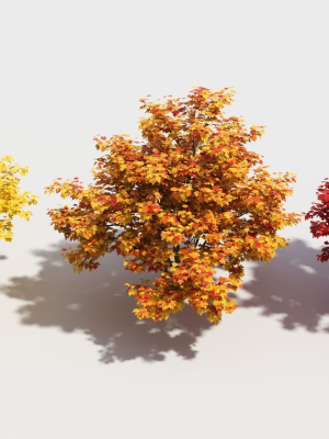 acer-x-freemanii-4-3d-model-edf37edf01