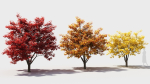 Acer x freemanii-4