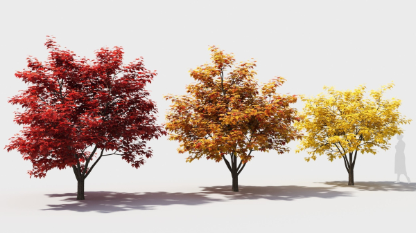 Acer x freemanii-4