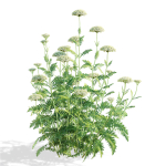Achillea filipendulina flower
