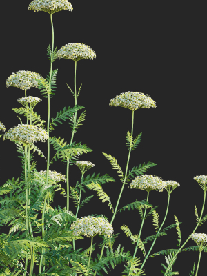 achillea-filipendulina-flower-3d-model-8c46783fd1