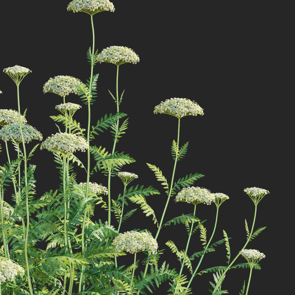 Achillea filipendulina flower