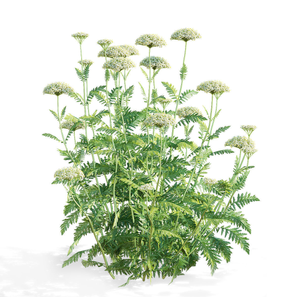 Achillea filipendulina flower