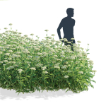 Achillea filipendulina flower