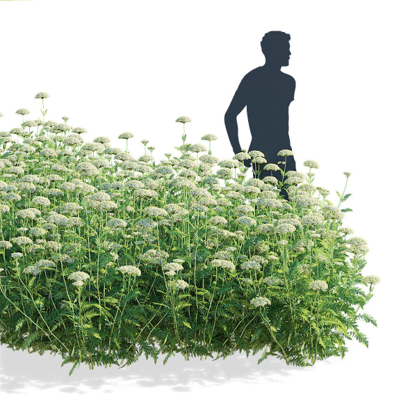Achillea filipendulina flower