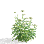 Achillea filipendulina flower
