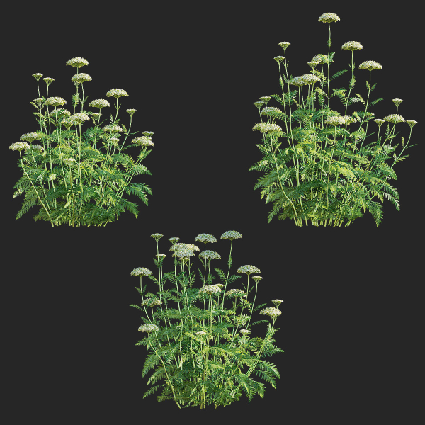 Achillea filipendulina flower