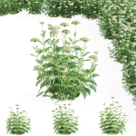 Achillea filipendulina flower