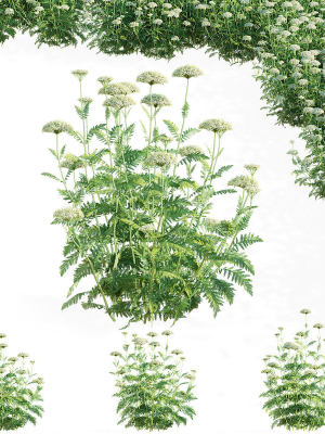 Achillea filipendulina flower