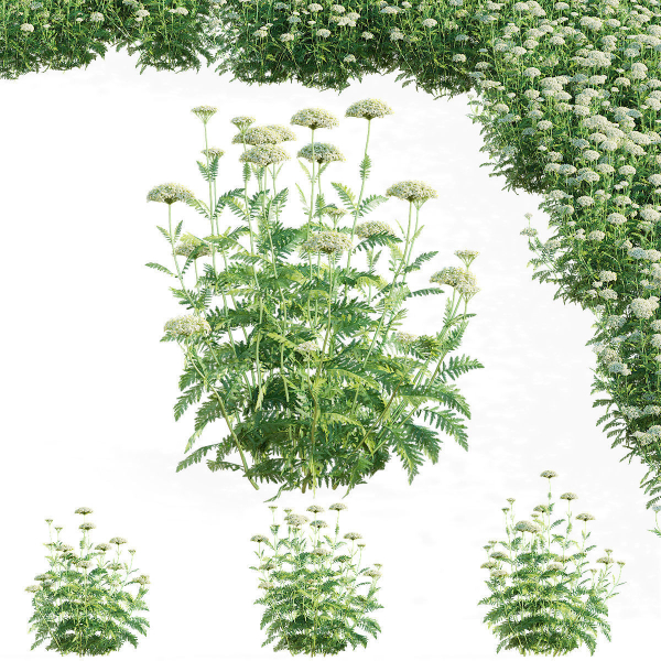Achillea filipendulina flower