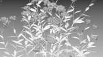 Achillea millefolium - Yarrow 01