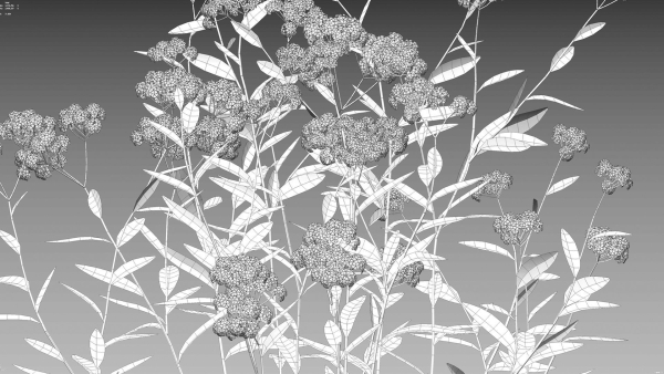 Achillea millefolium - Yarrow 01
