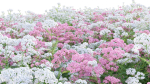Achillea millefolium - Yarrow 01