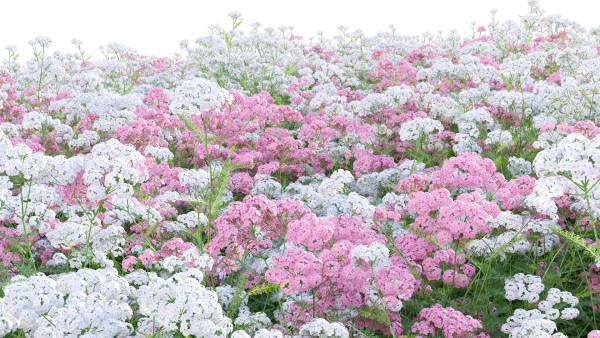 Achillea millefolium - Yarrow 01