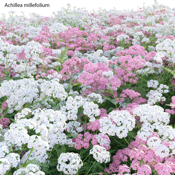 Achillea millefolium - Yarrow 01