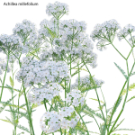 Achillea millefolium - Yarrow 01