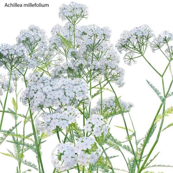 Achillea millefolium - Yarrow 01