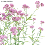 Achillea millefolium - Yarrow 01