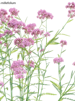 achillea-millefolium-yarrow-01-3d-model-4b8ab8c312