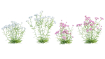 Achillea millefolium - Yarrow 01