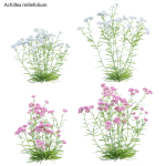 Achillea millefolium - Yarrow 01